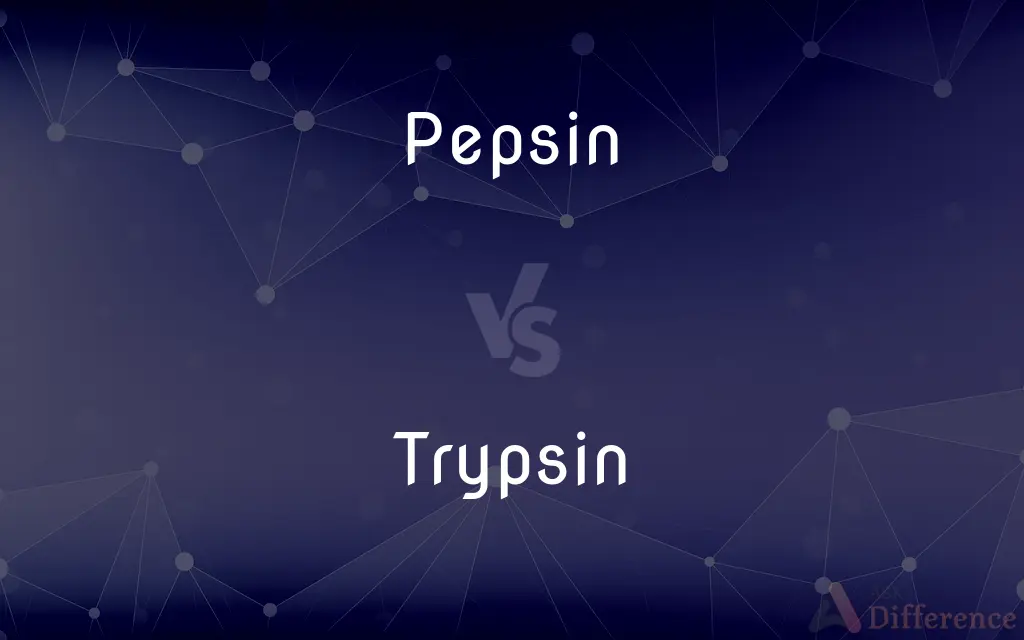 Pepsin vs. Trypsin — What's the Difference?