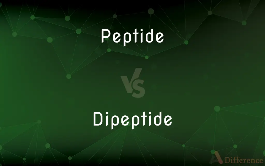 Peptide vs. Dipeptide — What's the Difference?