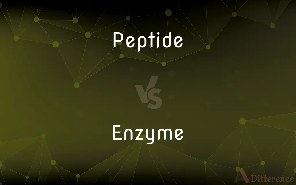 Peptide vs. Enzyme — What's the Difference?