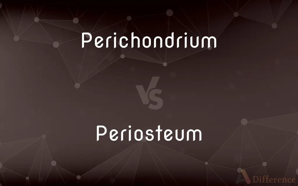 Perichondrium vs. Periosteum — What's the Difference?