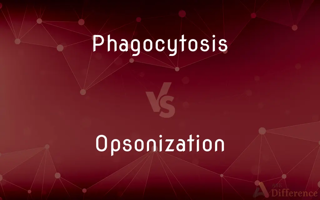 Phagocytosis vs. Opsonization — What's the Difference?