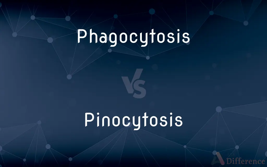 Phagocytosis vs. Pinocytosis — What's the Difference?