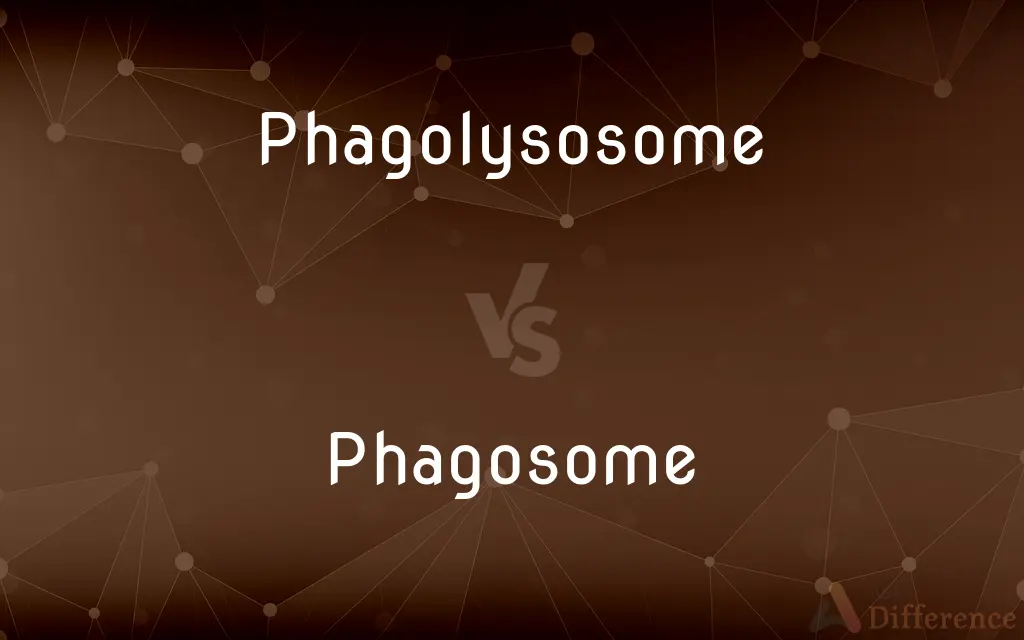 Phagolysosome vs. Phagosome — What's the Difference?