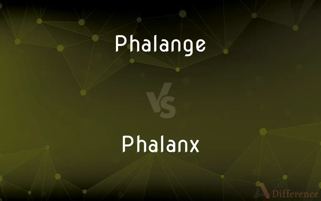 Phalange vs. Phalanx — What's the Difference?
