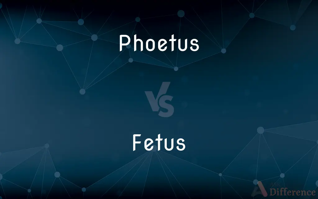 Phoetus vs. Fetus — Which is Correct Spelling?