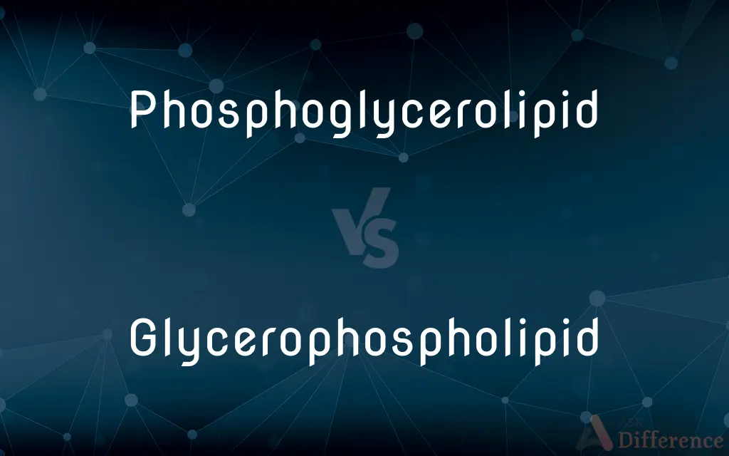 Phosphoglycerolipid vs. Glycerophospholipid — What's the Difference?