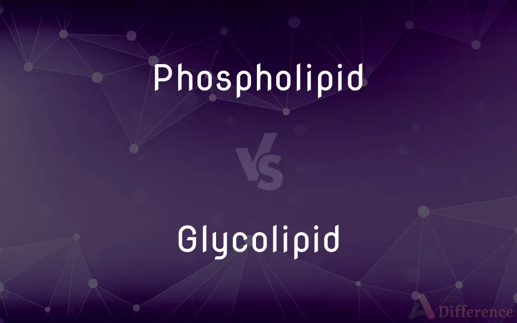 Phospholipid vs. Glycolipid — What's the Difference?