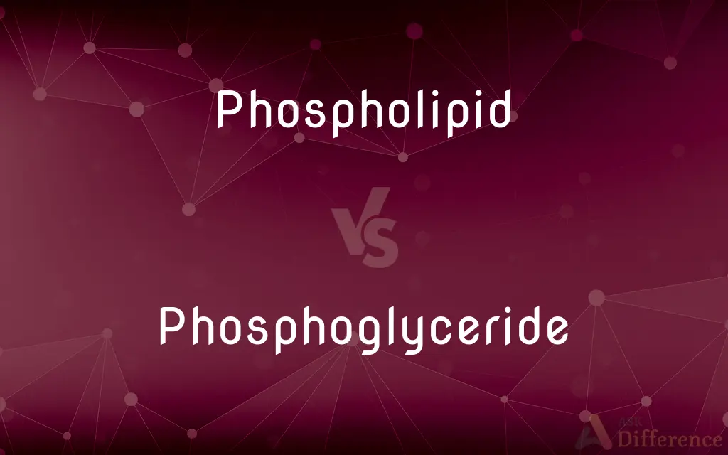 Phospholipid vs. Phosphoglyceride — What's the Difference?