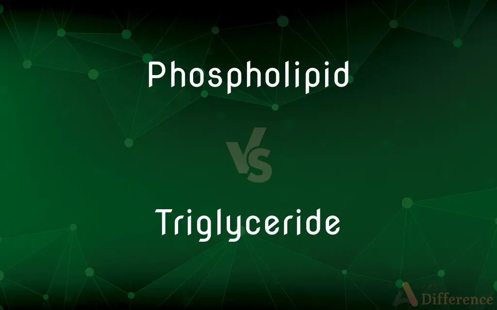 Phospholipid vs. Triglyceride — What's the Difference?