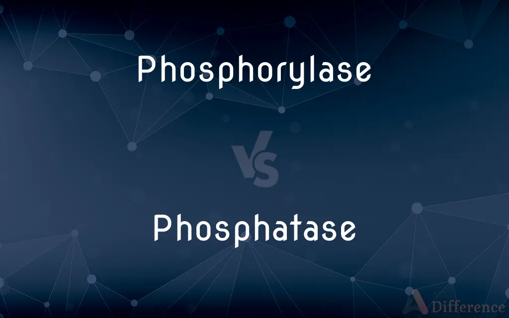 Phosphorylase vs. Phosphatase — What's the Difference?