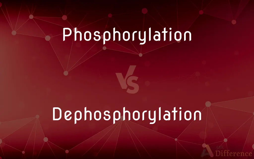 Phosphorylation vs. Dephosphorylation — What's the Difference?