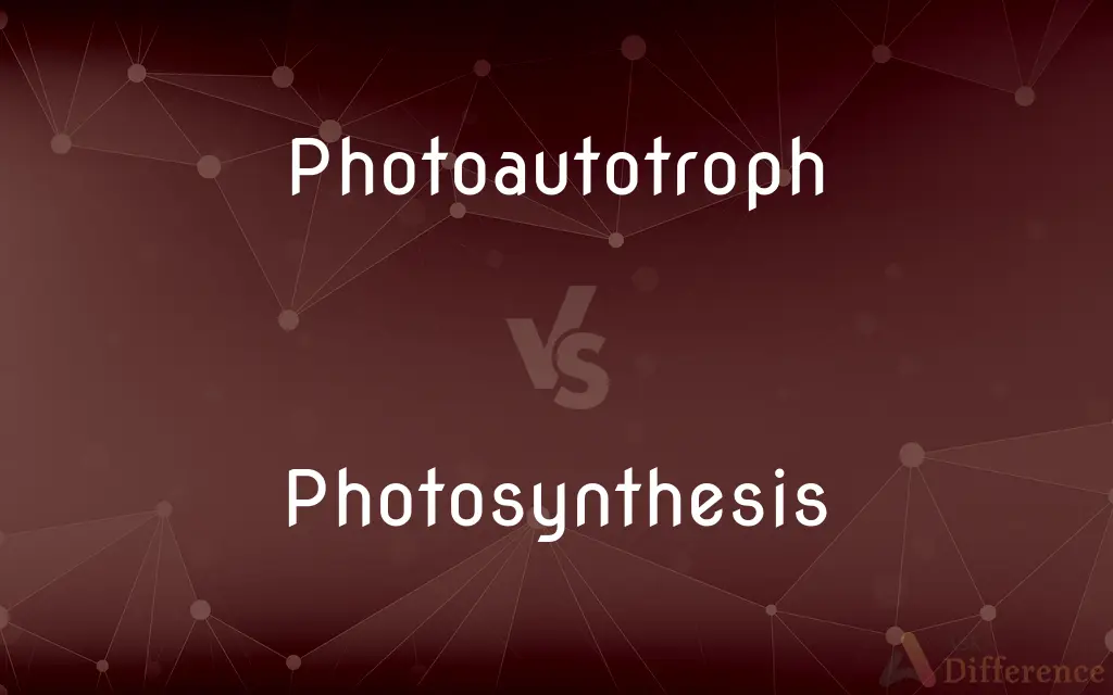 Photoautotroph vs. Photosynthesis — What's the Difference?