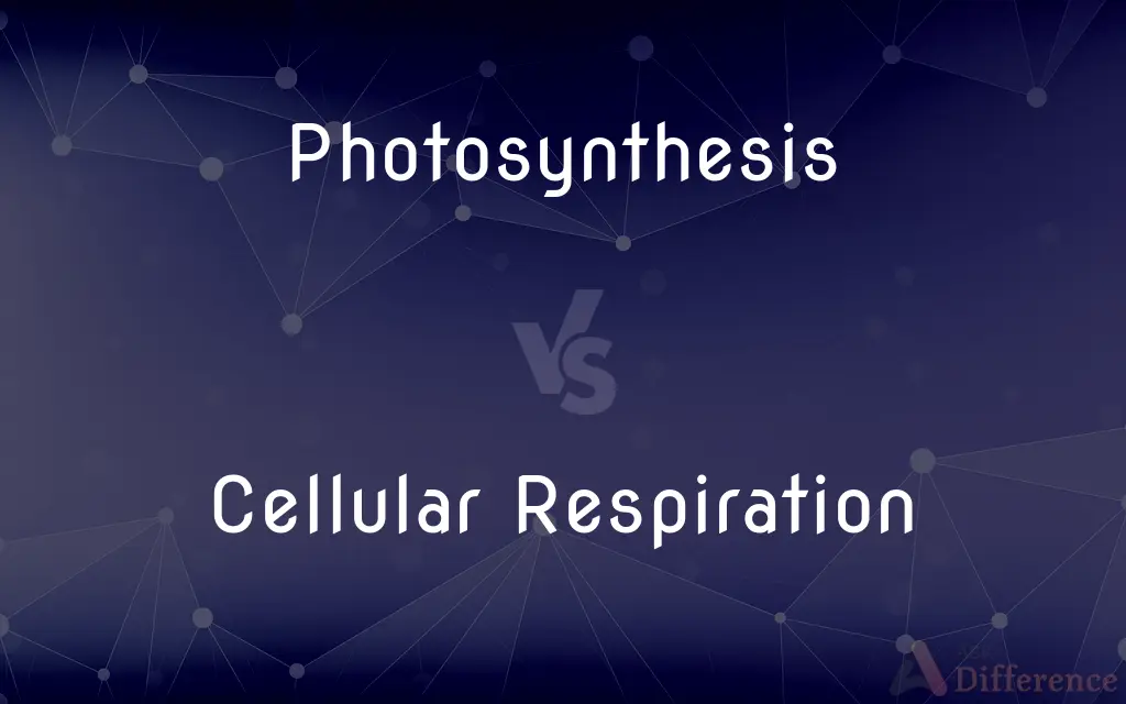 Photosynthesis vs. Cellular Respiration — What's the Difference?