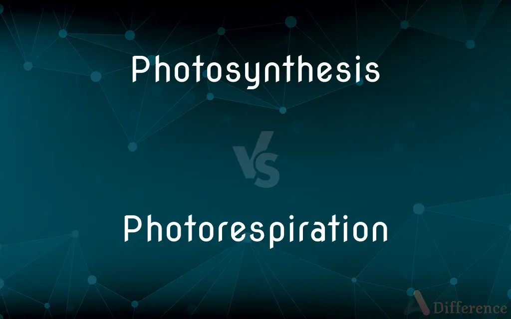 Photosynthesis vs. Photorespiration — What's the Difference?