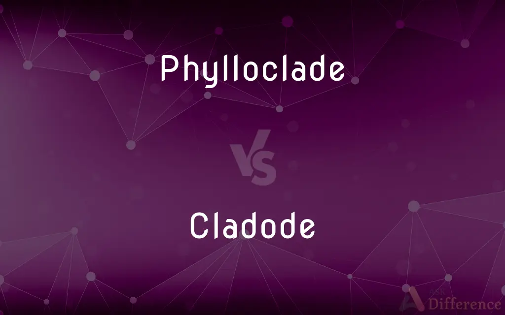 Phylloclade vs. Cladode — What's the Difference?