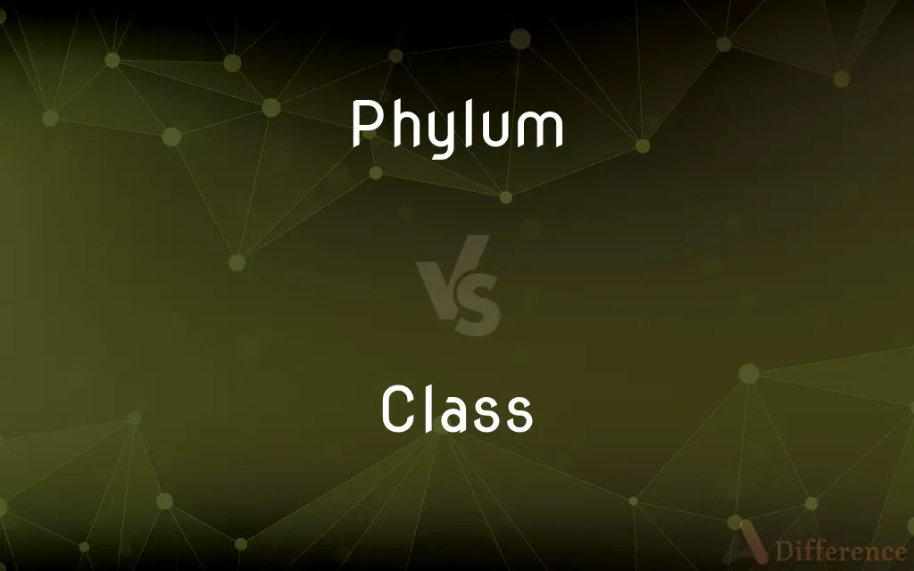 Phylum vs. Class — What's the Difference?