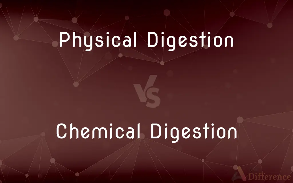 Physical Digestion vs. Chemical Digestion — What's the Difference?