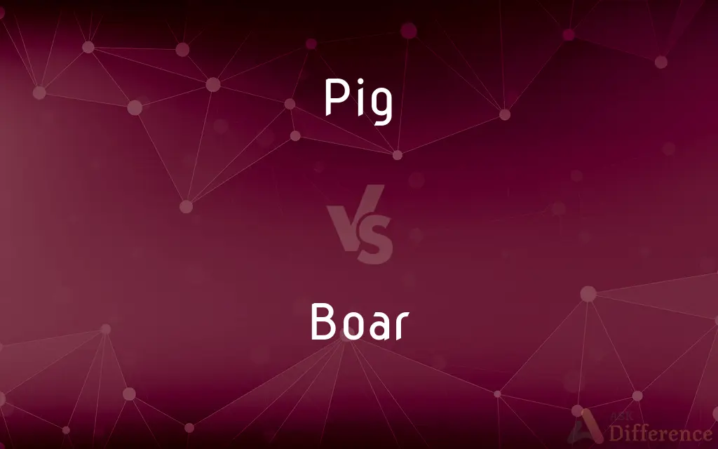 Pig vs. Boar — What's the Difference?