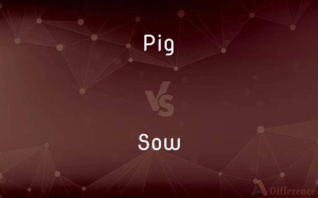 Pig vs. Sow — What's the Difference?