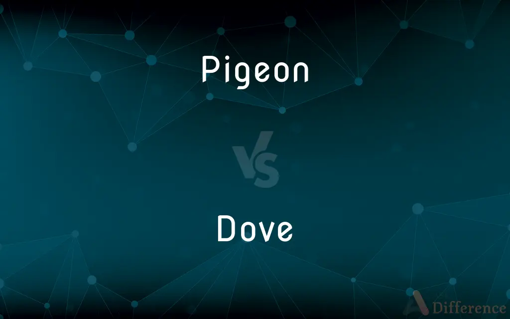 Pigeon vs. Dove — What's the Difference?