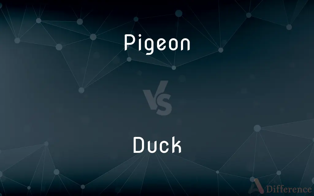 Pigeon vs. Duck — What's the Difference?