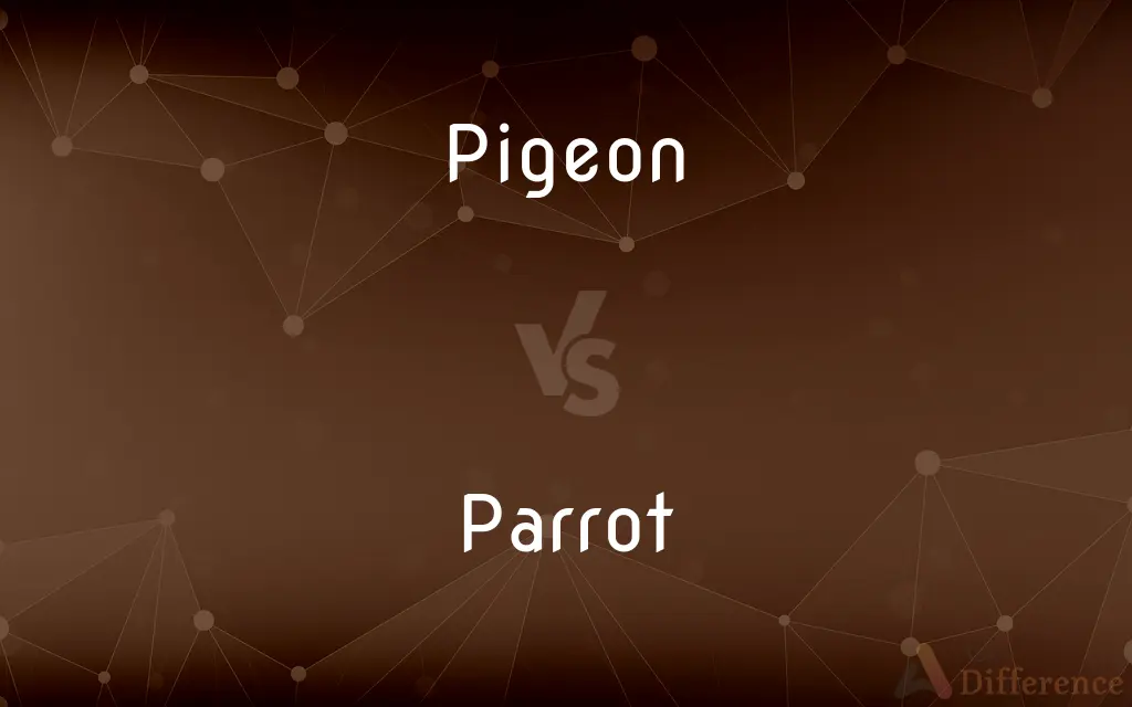 Pigeon vs. Parrot — What's the Difference?
