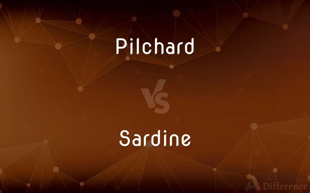 Pilchard vs. Sardine — What's the Difference?