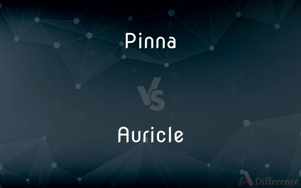 Pinna vs. Auricle — What's the Difference?