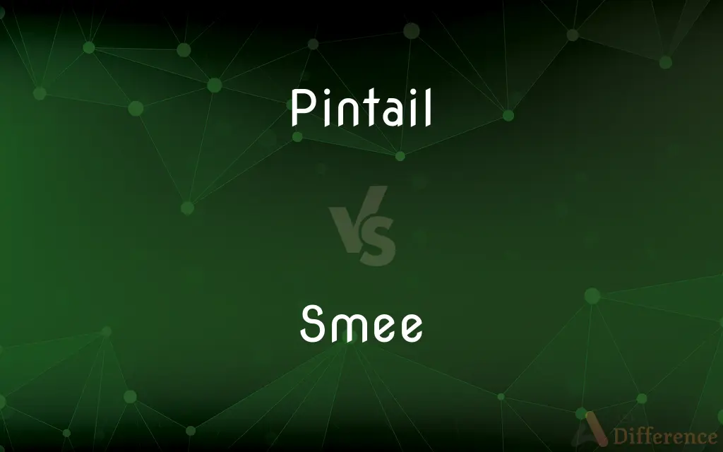 Pintail vs. Smee — What's the Difference?