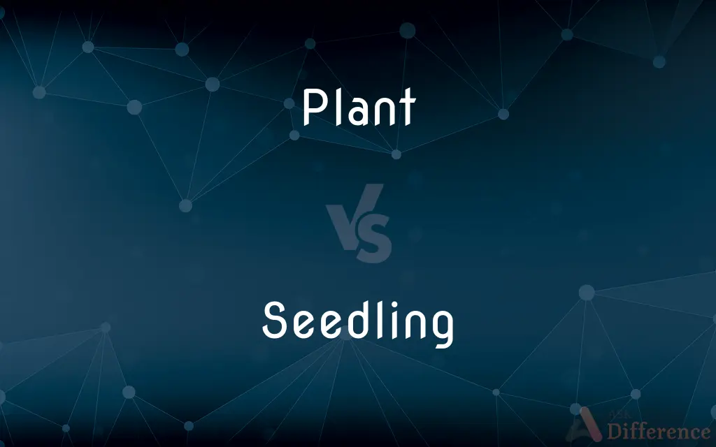 Plant vs. Seedling — What's the Difference?