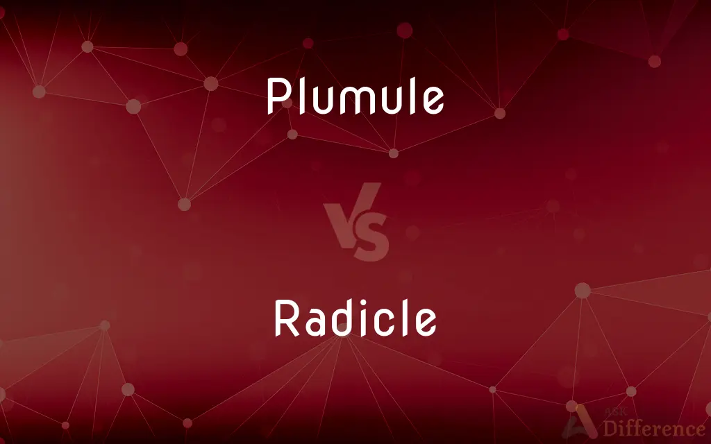 Plumule vs. Radicle — What's the Difference?
