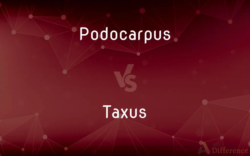 Podocarpus vs. Taxus — What's the Difference?