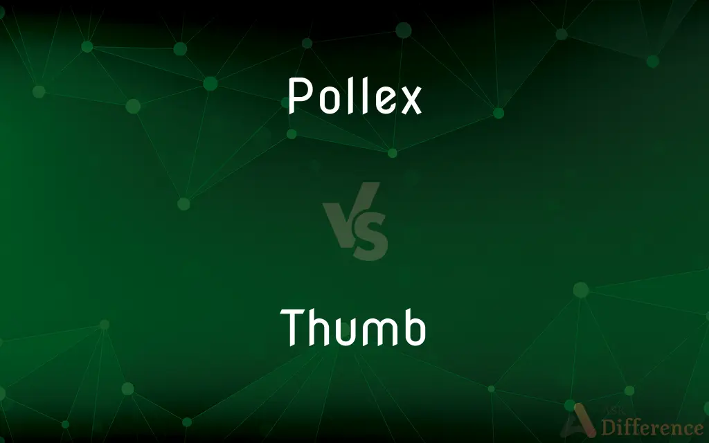 Pollex vs. Thumb — What's the Difference?