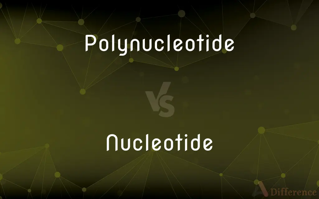 Polynucleotide vs. Nucleotide — What's the Difference?