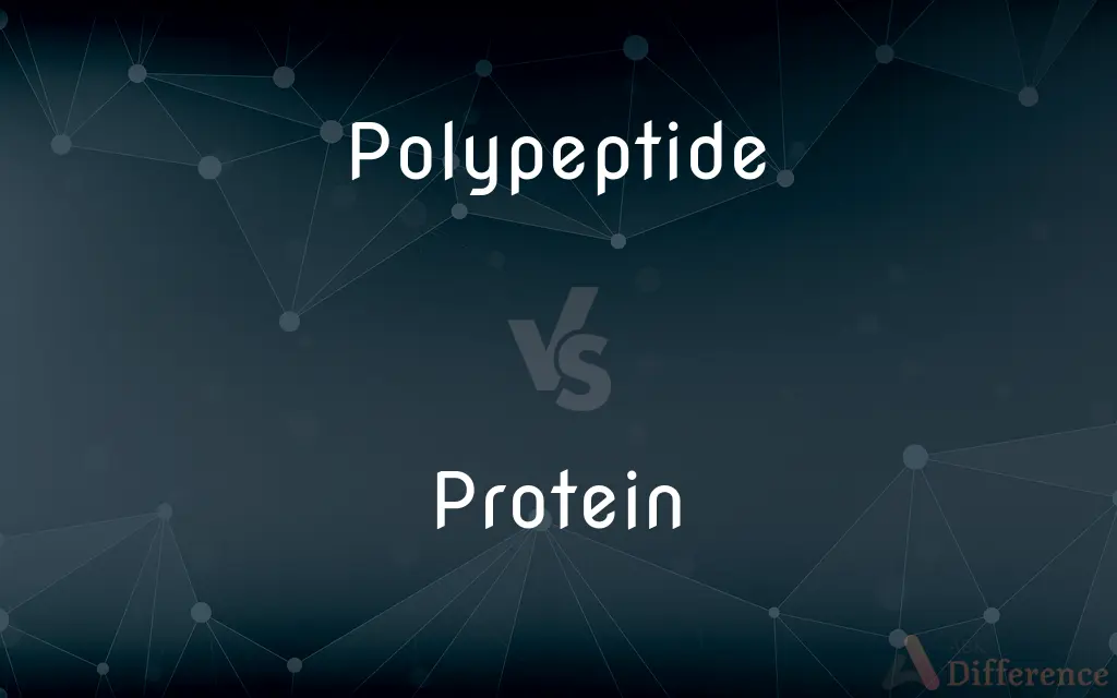Polypeptide vs. Protein — What's the Difference?