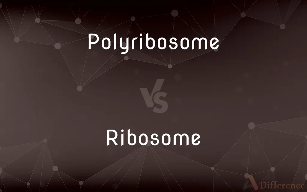 Polyribosome vs. Ribosome — What's the Difference?