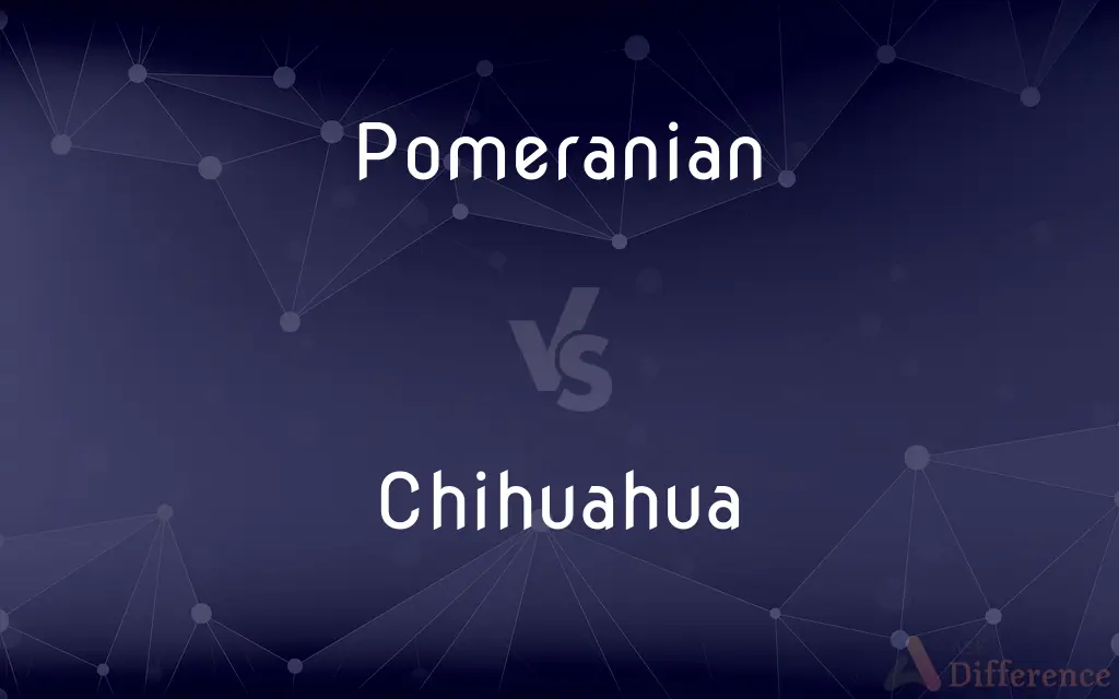 Pomeranian vs. Chihuahua — What's the Difference?