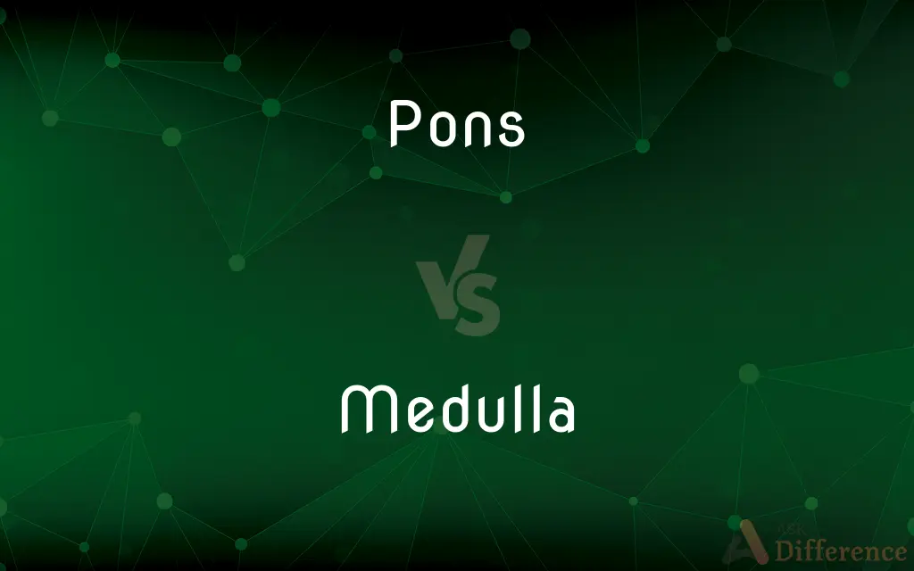 Pons vs. Medulla — What's the Difference?