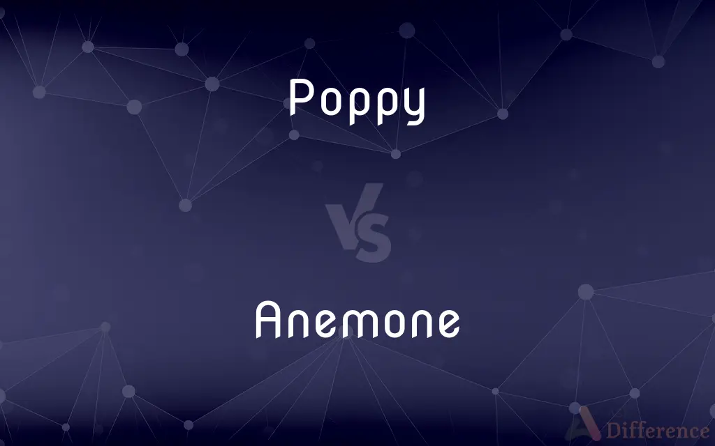 Poppy vs. Anemone — What's the Difference?