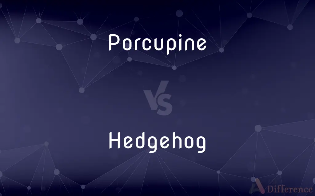 Porcupine vs. Hedgehog — What's the Difference?