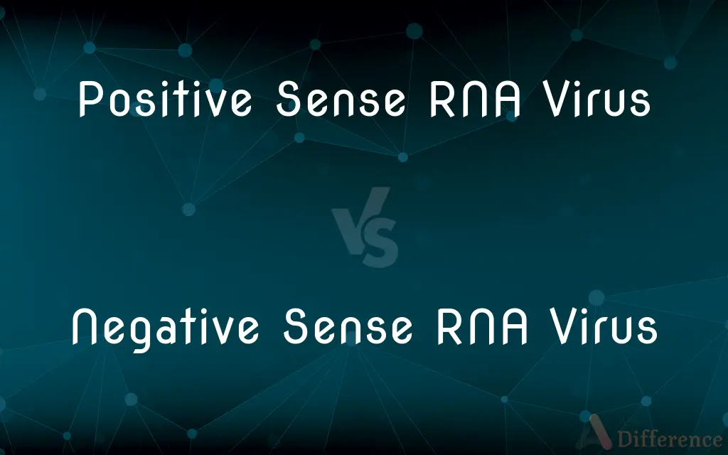 Positive Sense RNA Virus vs. Negative Sense RNA Virus — What's the Difference?