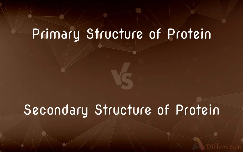 Primary Structure of Protein vs. Secondary Structure of Protein — What's the Difference?