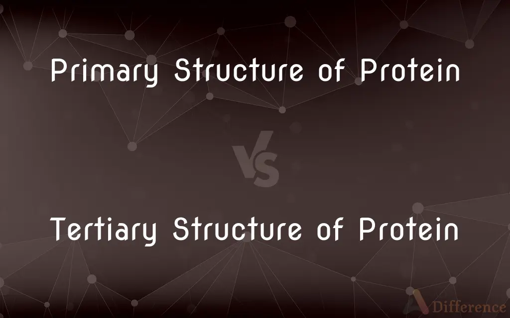 Primary Structure of Protein vs. Tertiary Structure of Protein — What's the Difference?