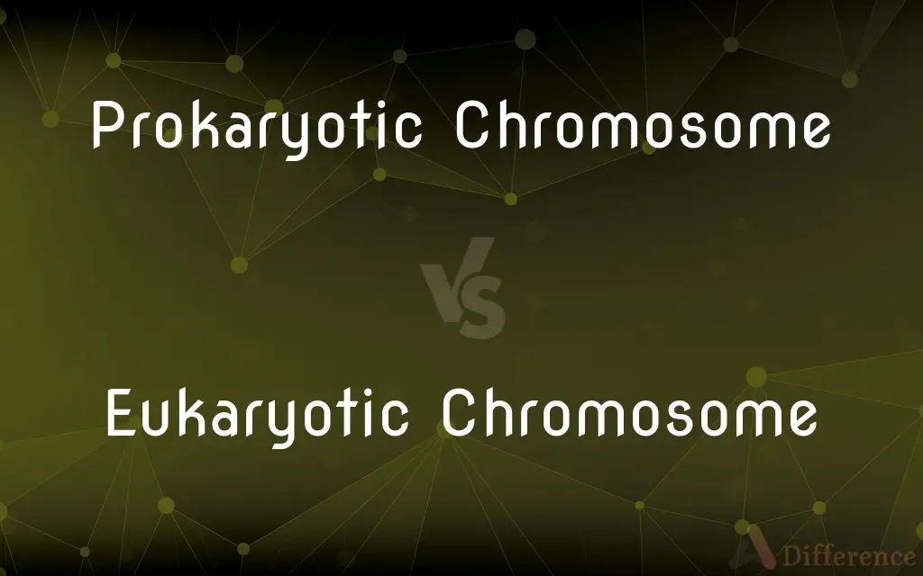 Prokaryotic Chromosome vs. Eukaryotic Chromosome — What's the Difference?
