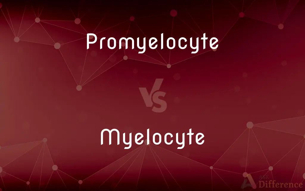 Promyelocyte vs. Myelocyte — What's the Difference?
