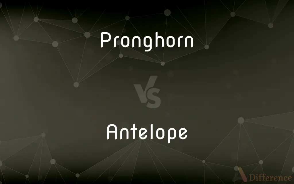 Pronghorn vs. Antelope — What's the Difference?
