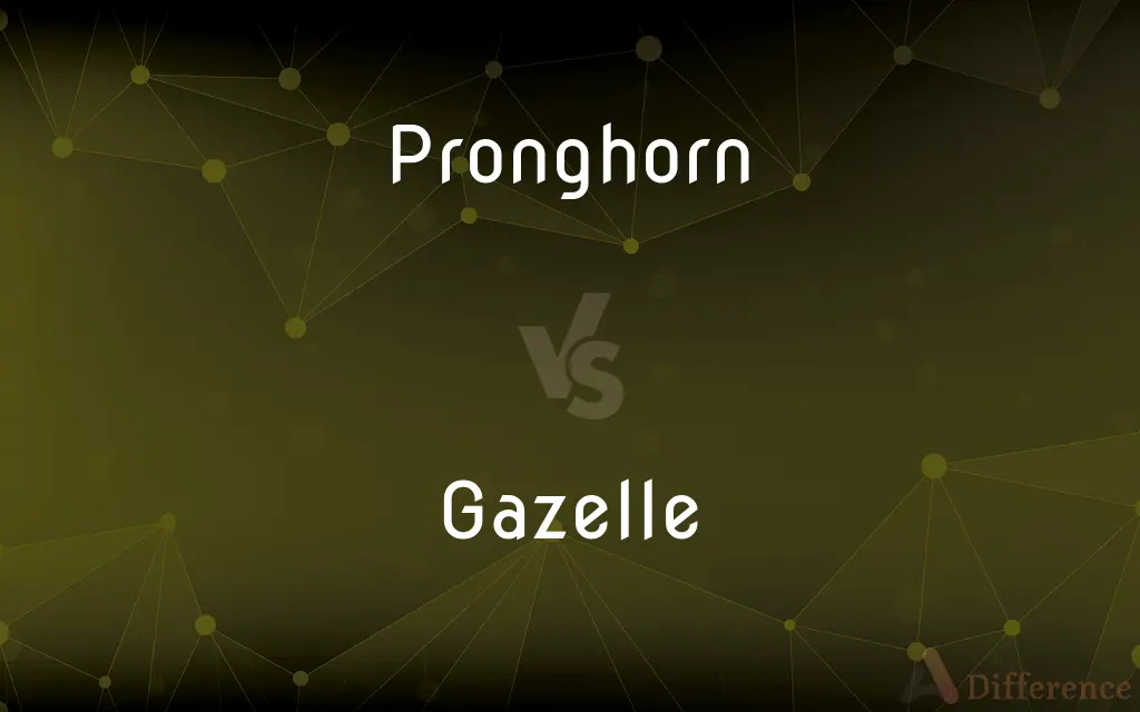 Pronghorn vs. Gazelle — What's the Difference?