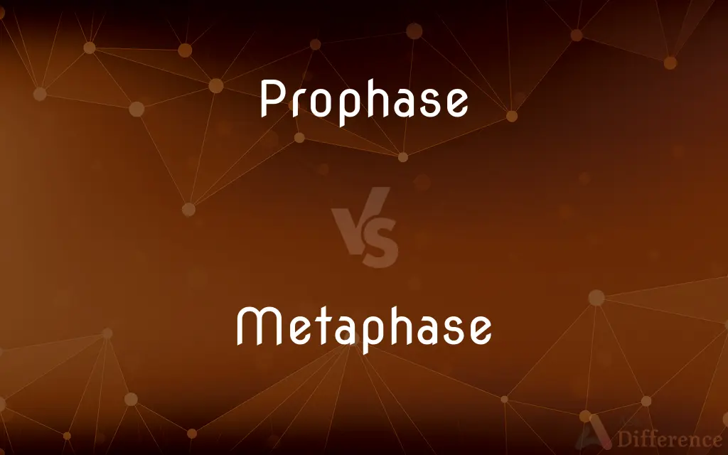Prophase vs. Metaphase — What's the Difference?