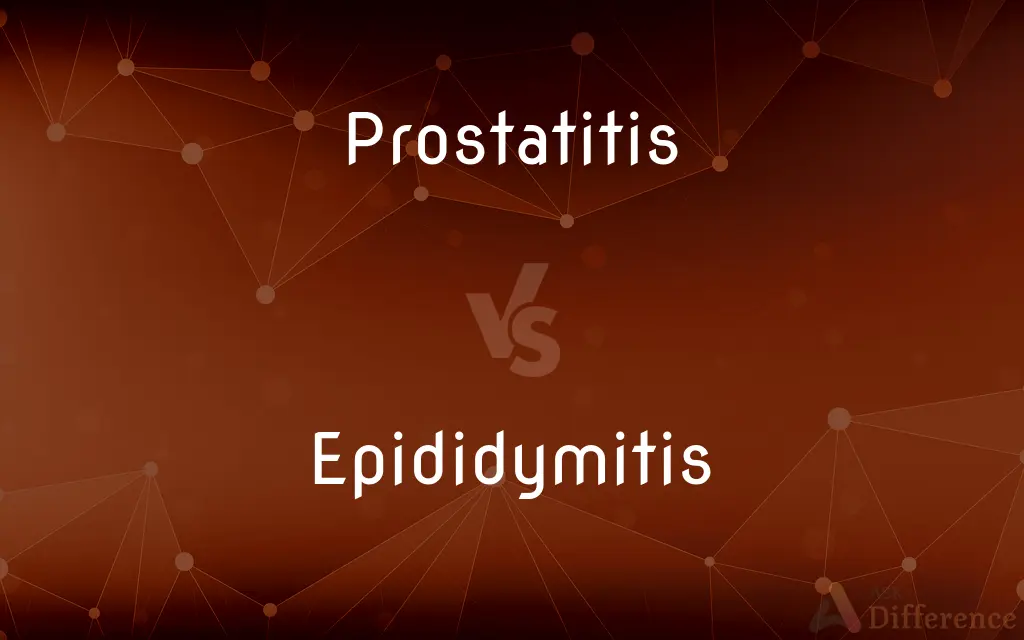 Prostatitis vs. Epididymitis — What's the Difference?