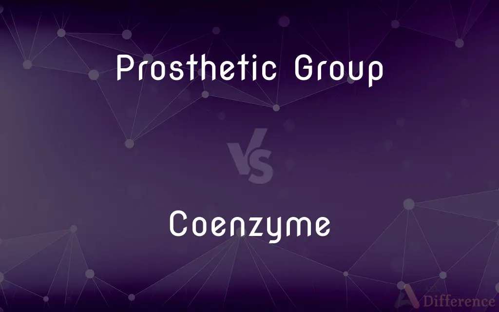 Prosthetic Group vs. Coenzyme — What's the Difference?